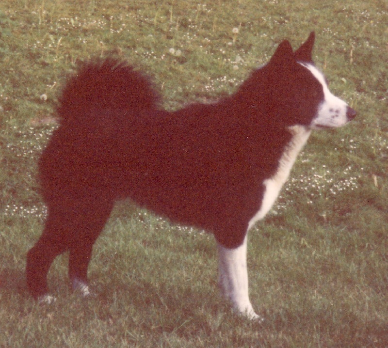 CH. Finnmark de la Côte des Lutins