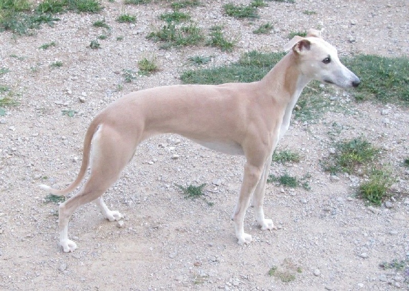 Imladris de la Côte des Lutins