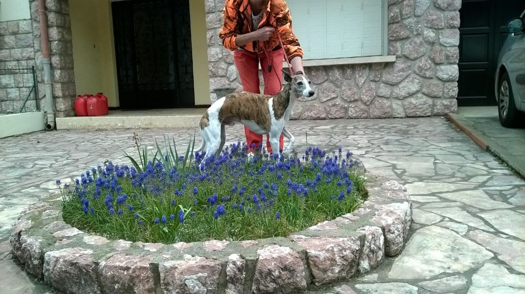 Gizmo de la Côte des Lutins