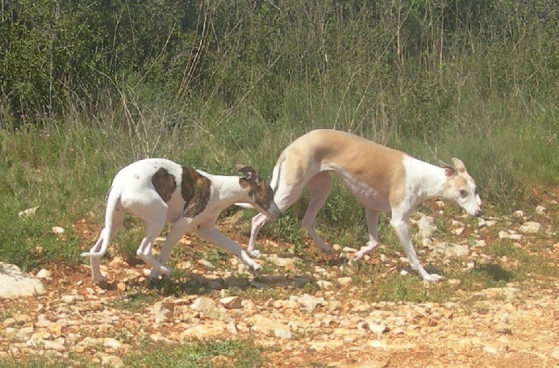 En promenade