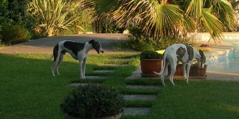 portée 2009