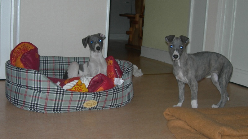 Whippets amis